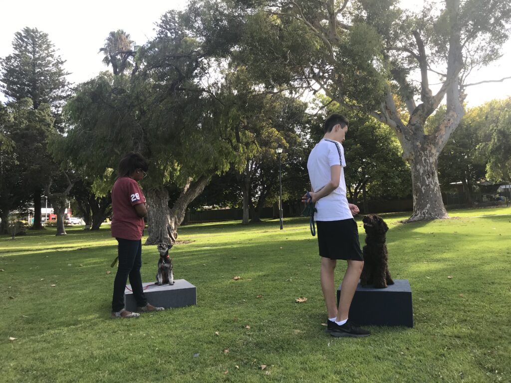 Dog training session outdoors with dogs and handlers in a park setting.