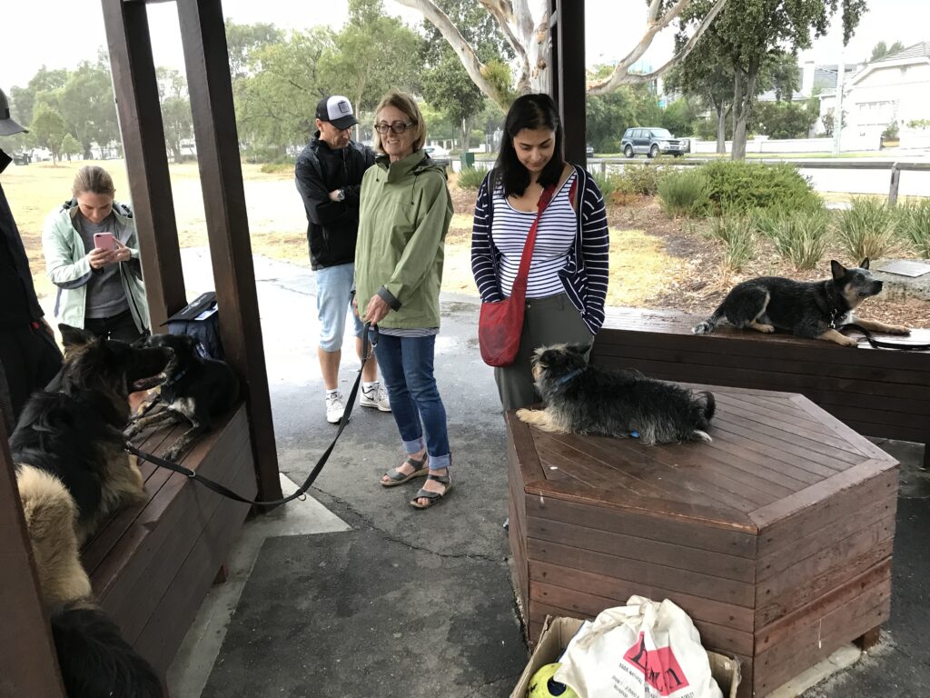 Dog training session focusing on complex skills development.