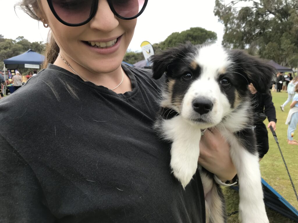 Australian Shepherd puppy at Agile Dogs event.