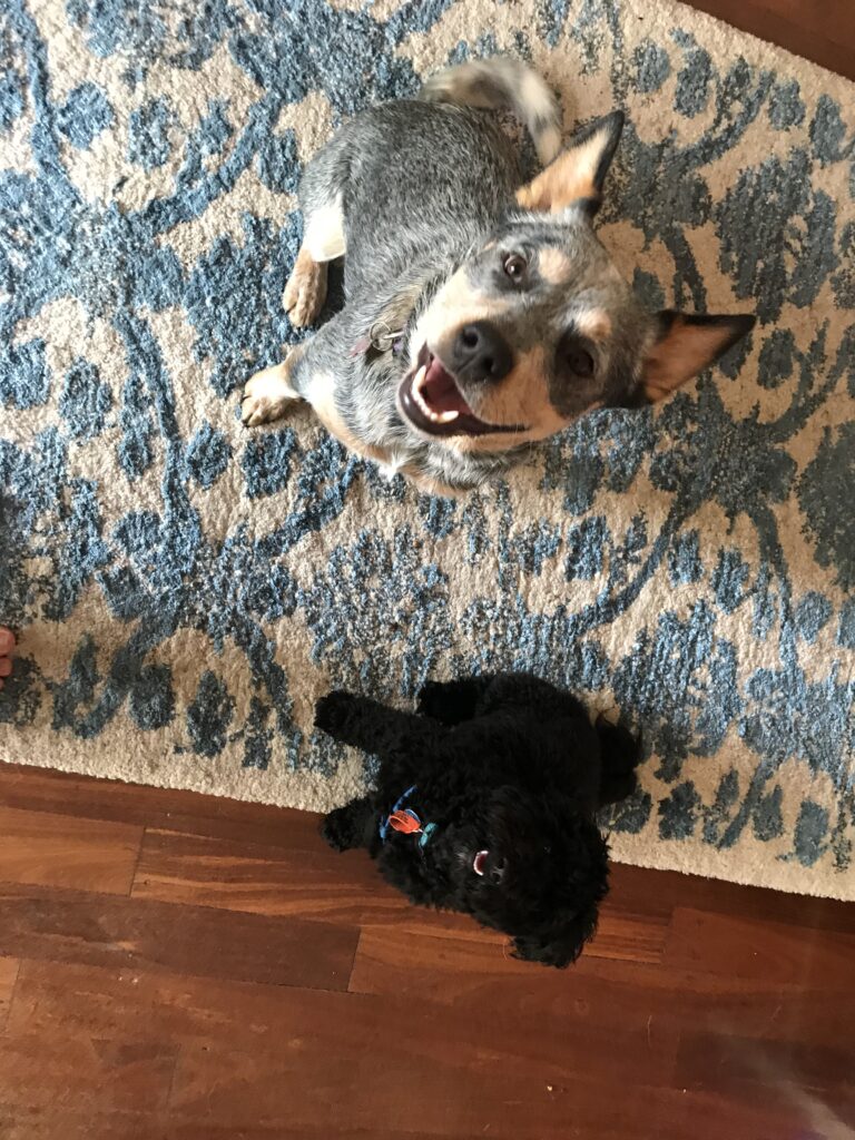 Dog looking up with a happy expression on a patterned rug.