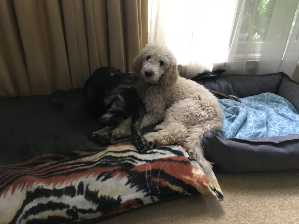 Puppy and dog cuddling on bed during reactive dog class.