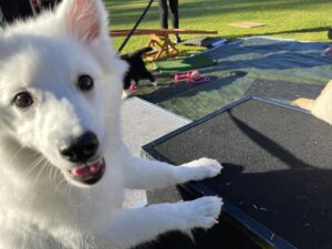 Playful white puppy at Agile Dogs training session in the park.
