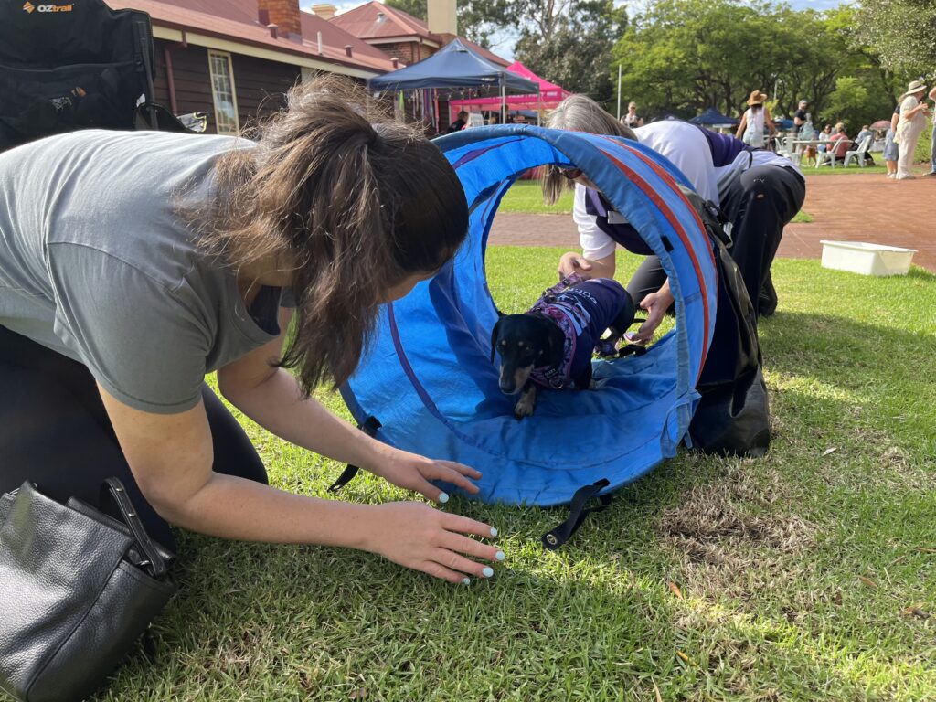 Dog agility training, puppy agility course, outdoor dog activities, agility dogs, training event.