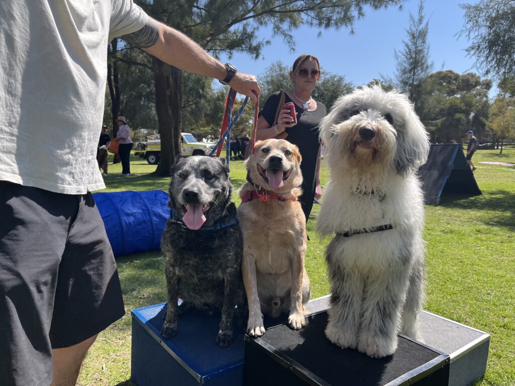 Agile Dogs dog training event with well-behaved dogs on display.