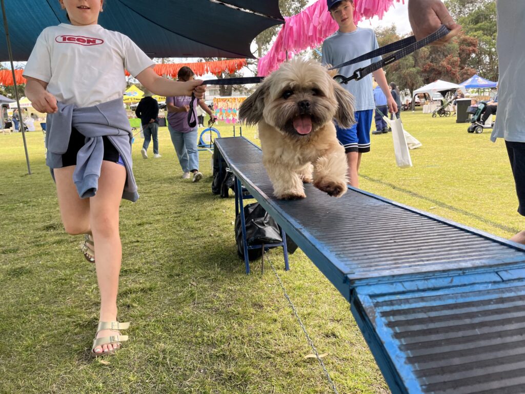Small fluffy dog walking on agility ramp during outdoor dog event.