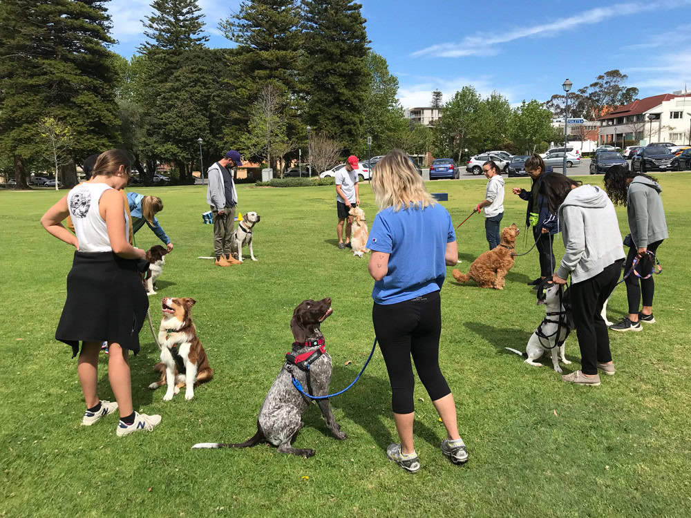 Group of dogs and owners participating in obedience training outdoors in a park.