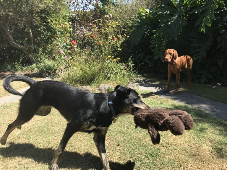 Black and tan dog playing with a plush toy in a lush garden setting.