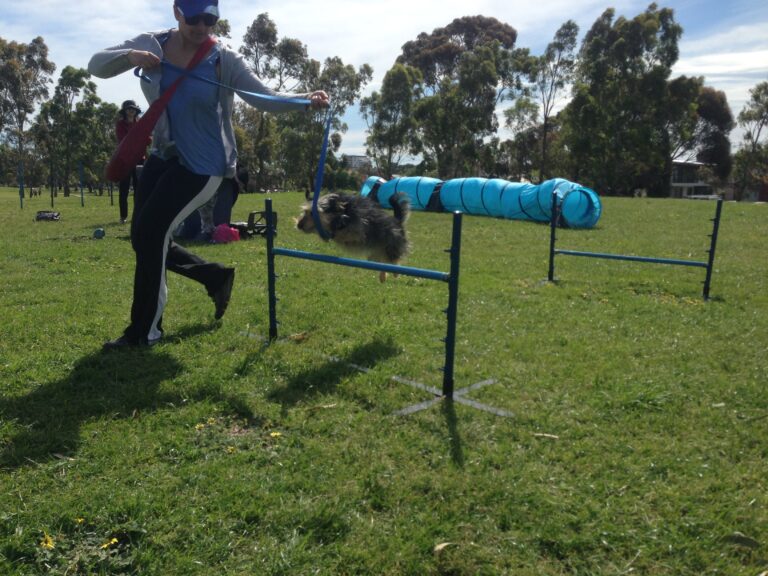Dog jumping over agility hurdle during training session.