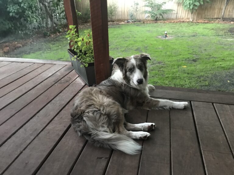 Dog relaxing on wooden deck during behaviour consultation session.