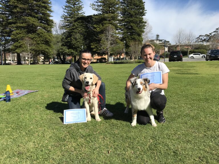 Dog training session outdoors with two trainers and two dogs, demonstrating agility and obedience sk.