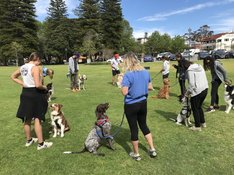 Group dog training session in a park with dogs and owners.