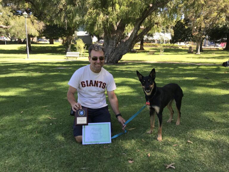 Dog training certification, agility training, professional dog trainer, park, outdoor training sessi.