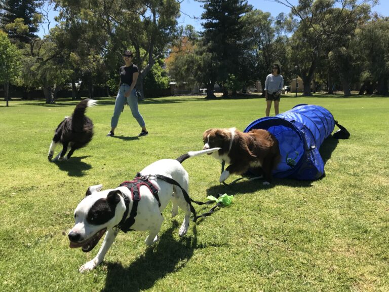 Dog agility training in a park with dogs and handlers.