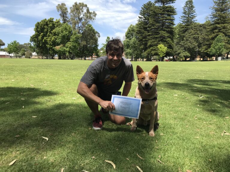 Training certification with a dog in a park setting for agility and obedience.