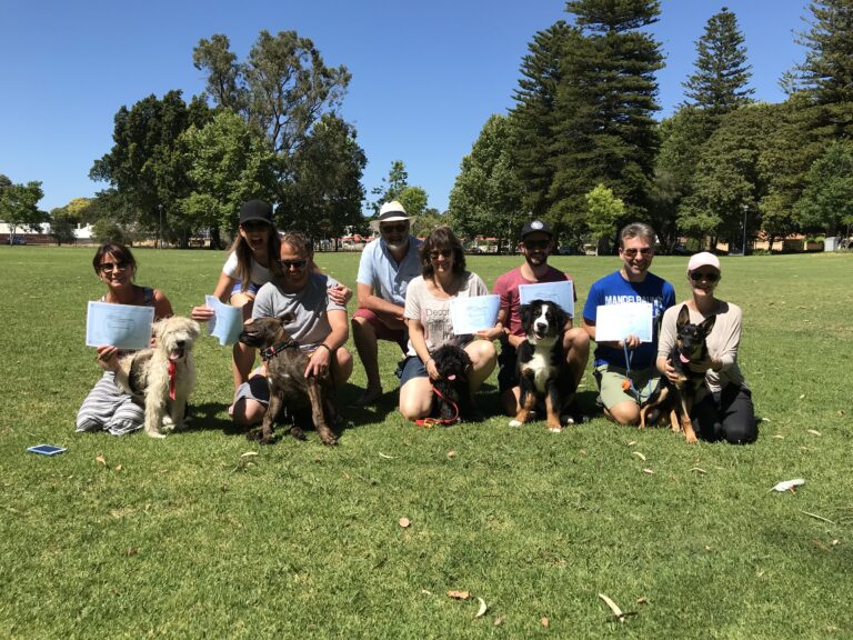 Group dog training session with owners and dogs outdoors.