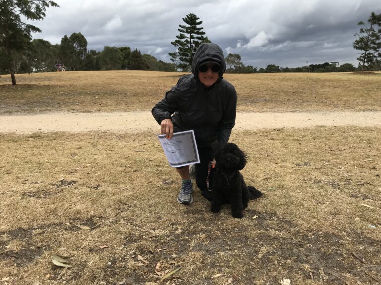 Person training a black poodle outdoors in a park setting.