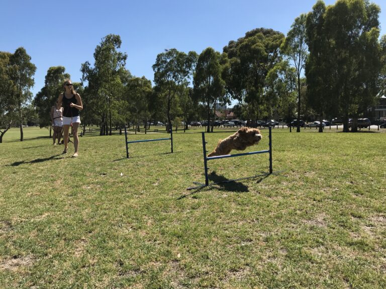 Dog agility training, obstacle course, park setting, active dog, outdoor exercise.