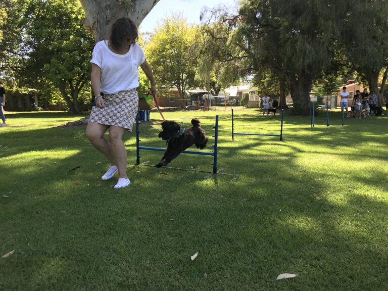 Woman training black dog to jump over agility hurdle outdoors.
