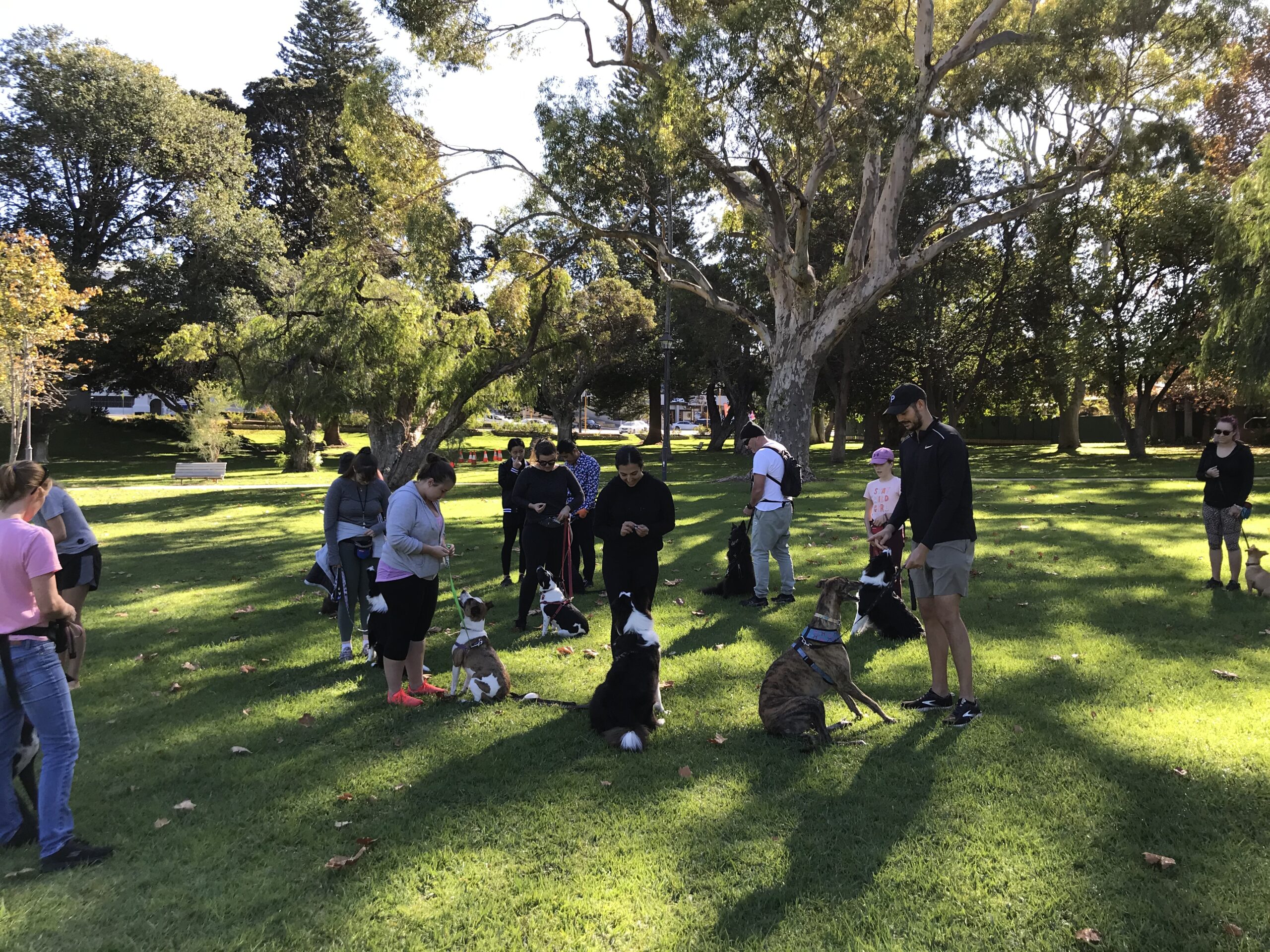 Dog training in a park with handlers and dogs practicing commands.