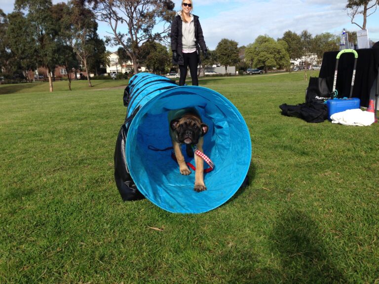 French Bulldog puppy emerging from agility tunnel during training session.