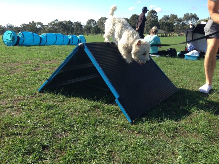 White dog navigating an agility ramp during training session.