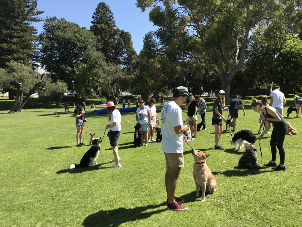 Dog training classes for all ages and skill levels at Agile Dogs. Improve obedience and socializatio.