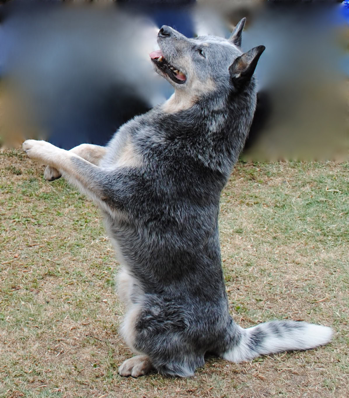 Australian Shepherd practicing complex skills during training session.