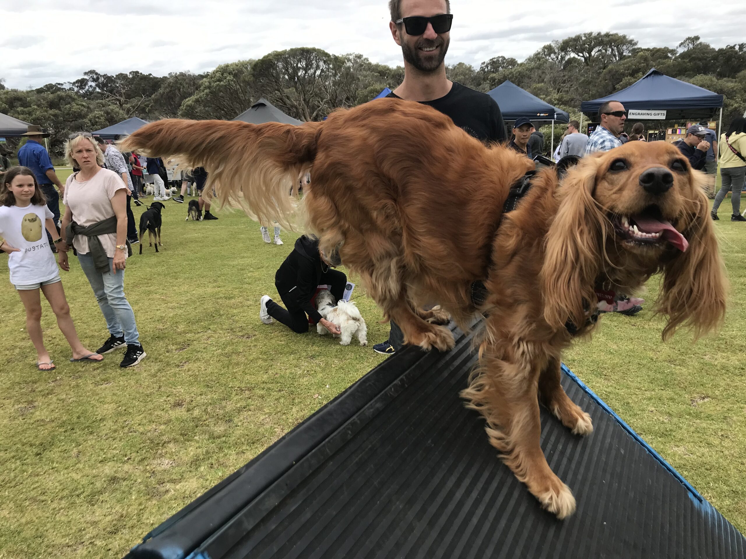 Agility Dogs performing on an obstacle at an outdoor agility course.