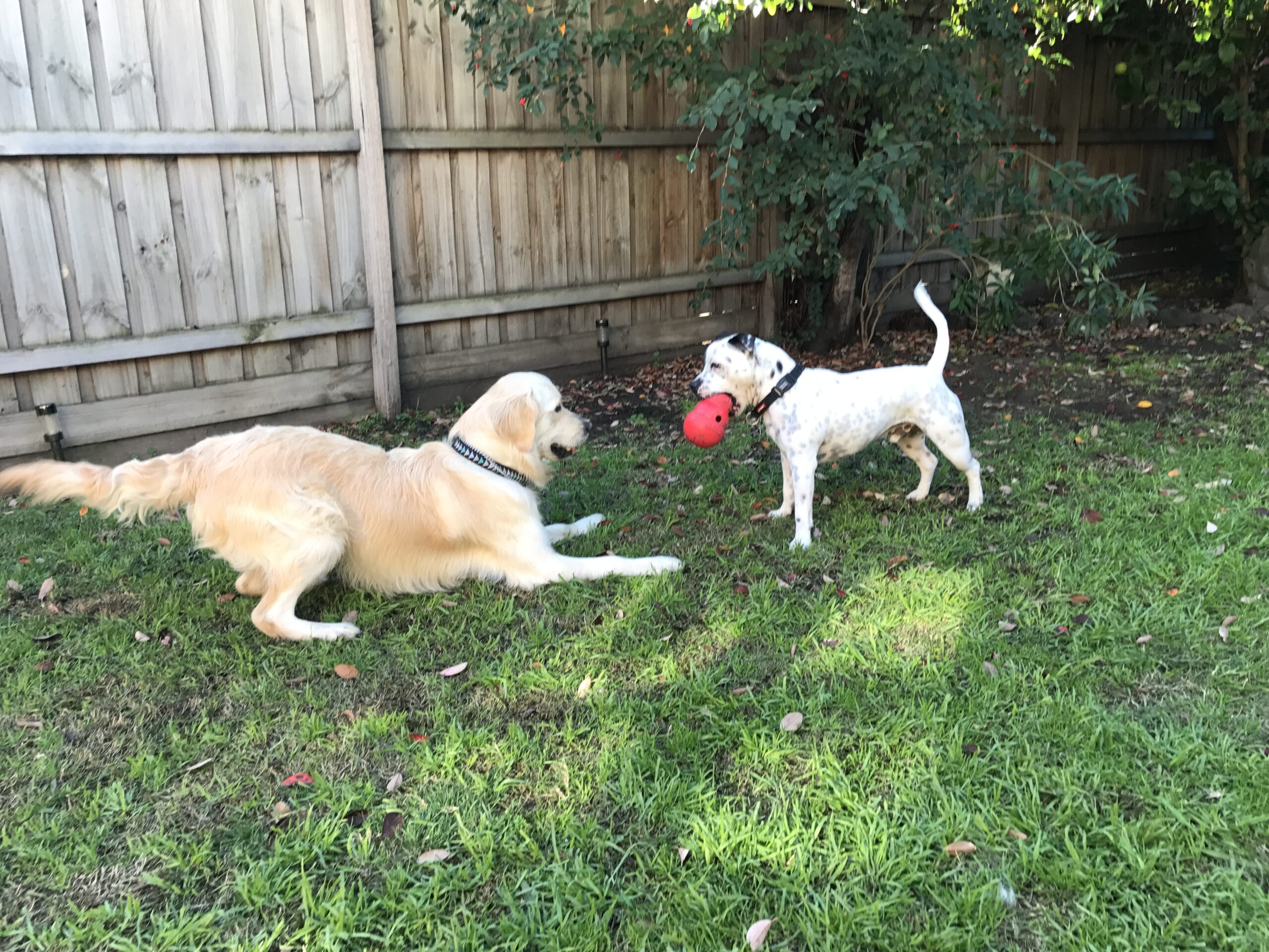 Two dogs playing with a red ball in a backyard.