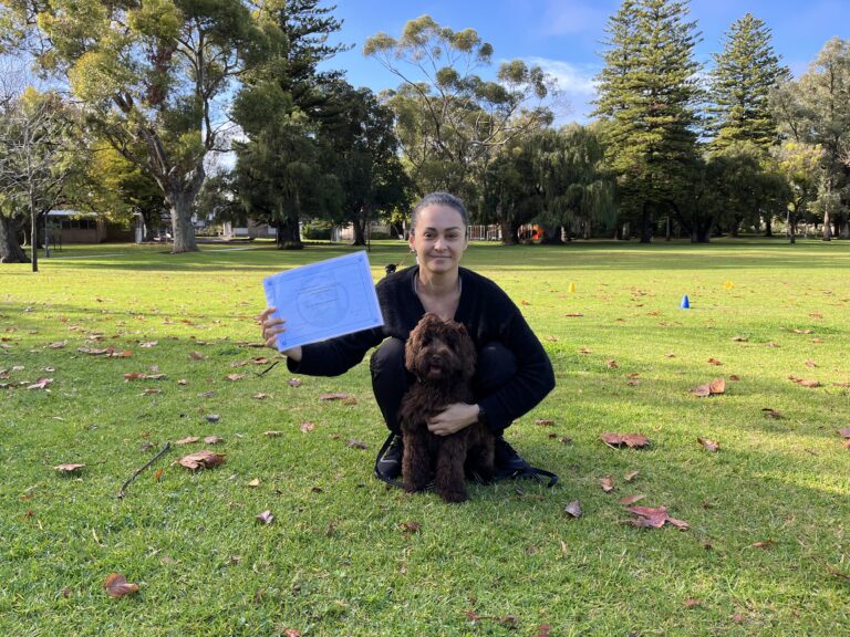 Woman training her brown poodle outdoors in a park setting.