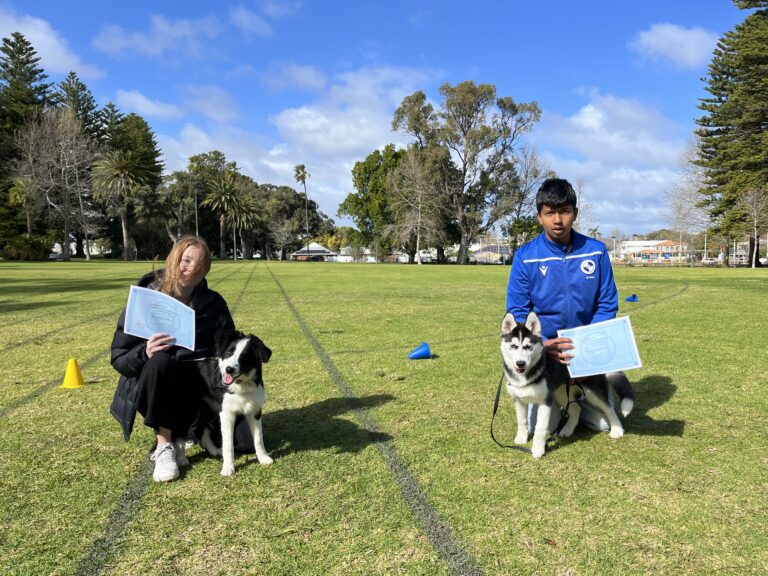 Dog training, agility, obedience, outdoor, huskies, agility dogs, professional training.