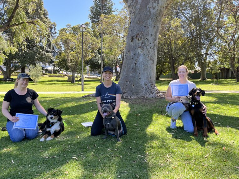 Group of dogs and trainers in a park during dog training session.