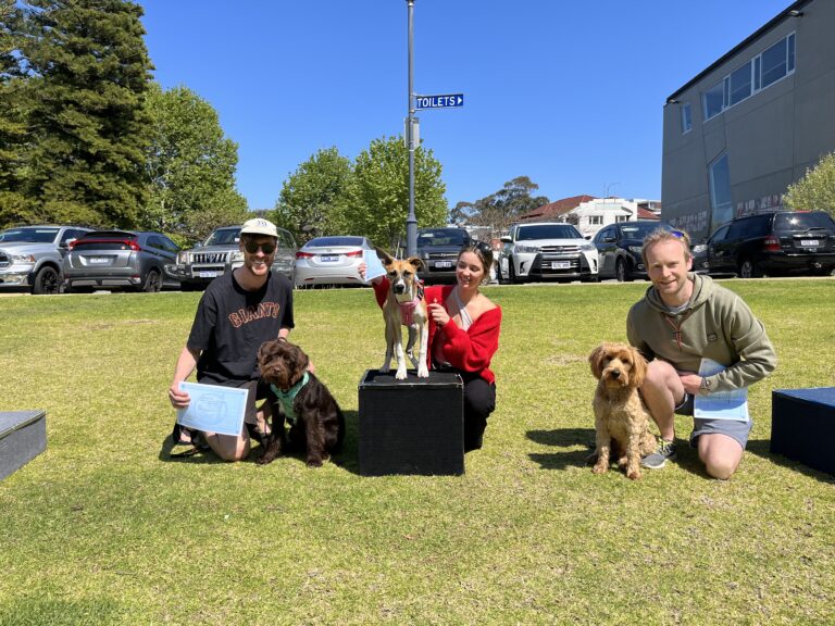 Dog training session with dogs and owners outdoors in a park setting.