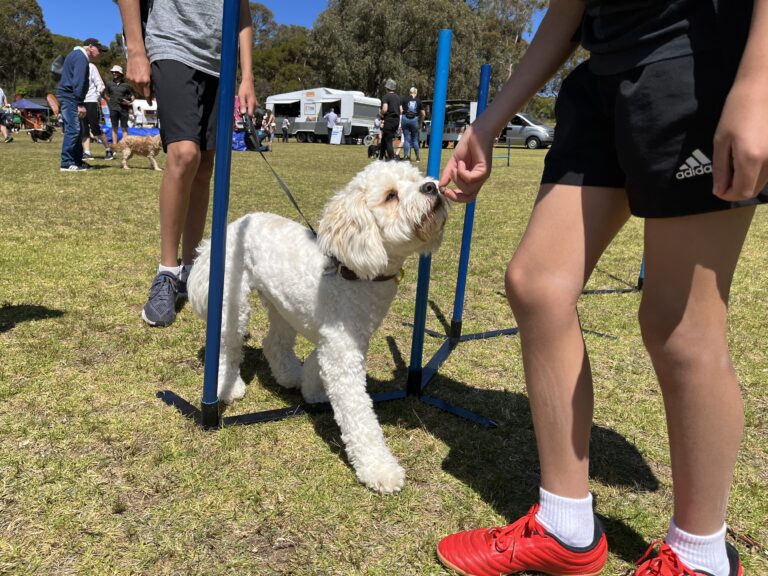 Dog participating in agility training at outdoor event.