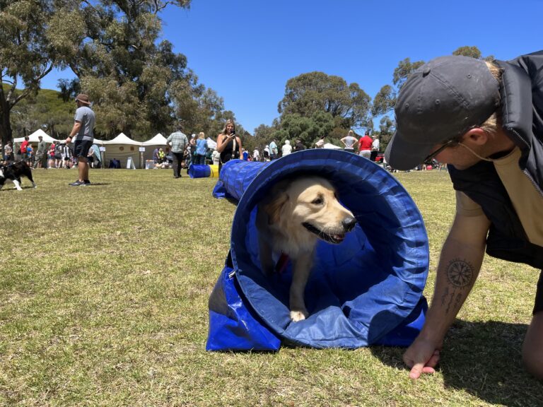 Golden retriever emerging from agility tunnel at outdoor dog event.