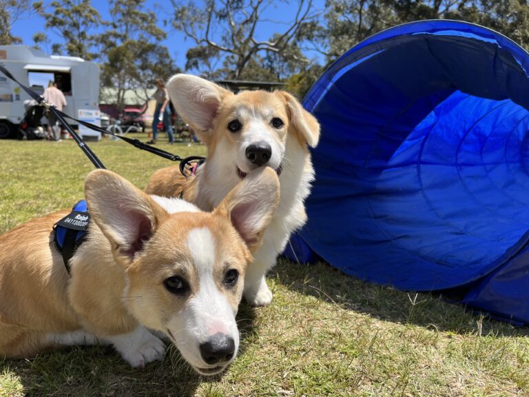 Two dogs participating in agility training outdoors with a blue tunnel.