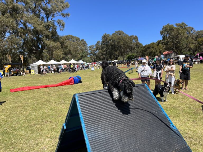 Agile dog navigating an obstacle at outdoor dog agility event.