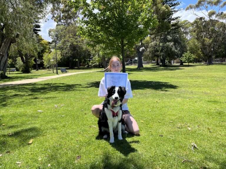 Border Collie with girl reading in park for agility training.