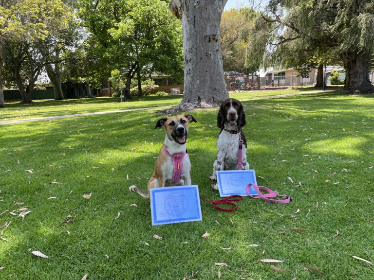 Two dogs with training certificates sitting on grass in park.