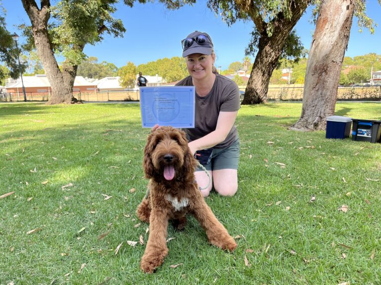 Woman training a brown Labradoodle puppy outdoors in a park.