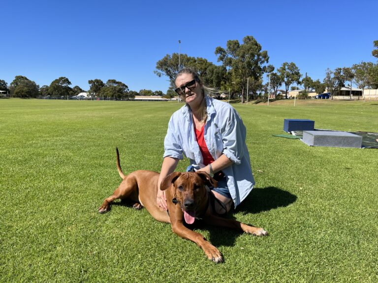 Woman training a large brown dog outdoors on a sunny day.