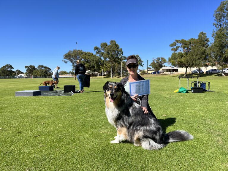 Dog training session outdoors with a trainer and a Border Collie in a park setting.