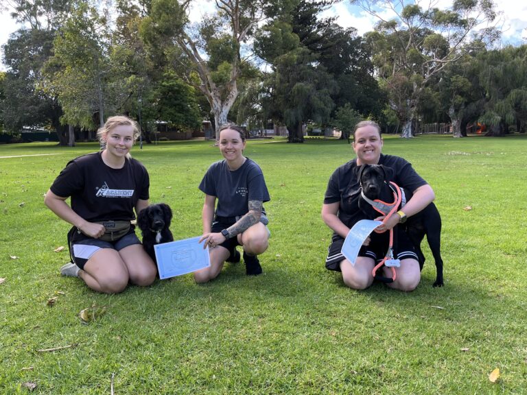 Agile Dogs dog training session in park with trainers and dogs.