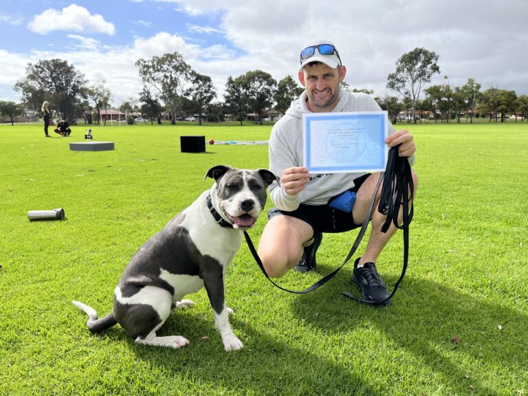 Dog training certification, agility training, and obedience skills with Agile Dogs.