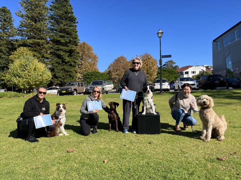 Agile Dogs training session with dogs and handlers outdoors in a park.