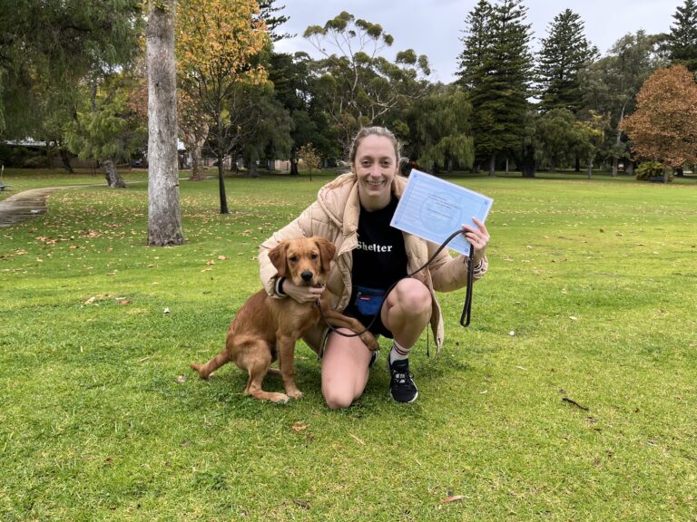 Dog training certification with Agile Dogs in a park setting.