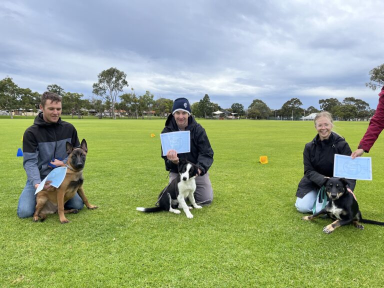 Group of people with dogs during training certification on a grassy field.