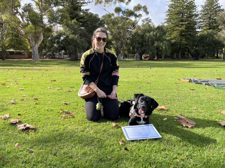 Woman training her black Labrador in a sunny park with training tools.