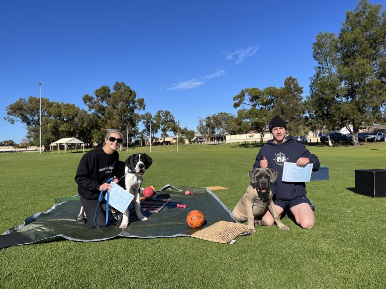 Dog training session outdoors with handlers and dogs on a sunny day.