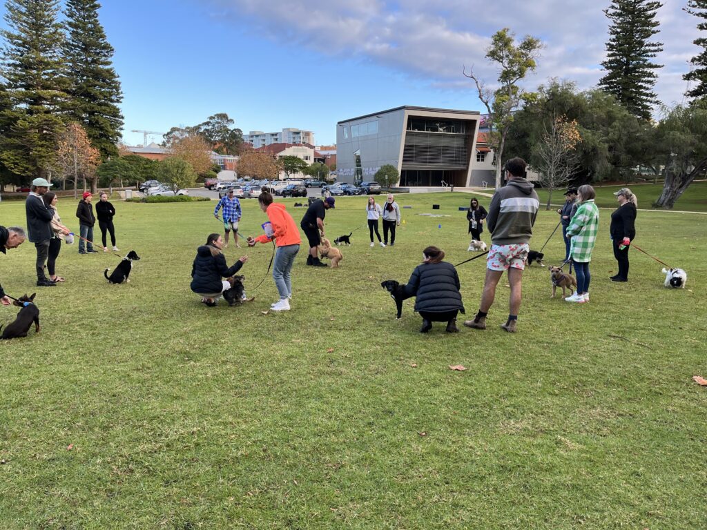 Dog training class outdoors in a park with people and dogs, under a clear sky.
